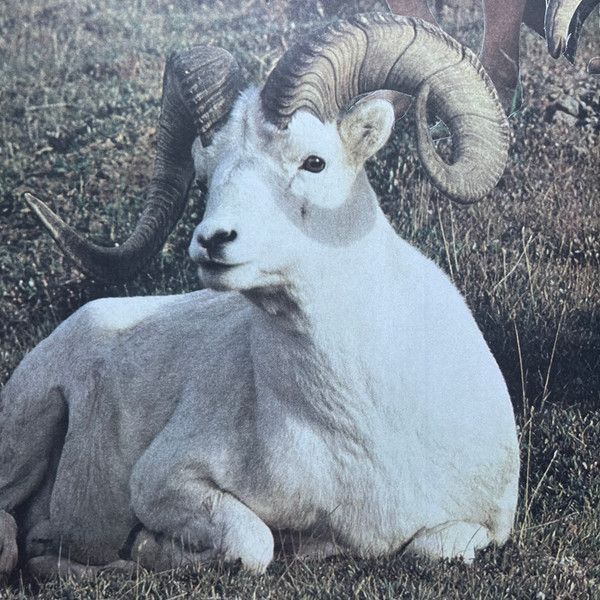 Sister Grotto: Song For An Unborn Sun (Limited Edition) (Colo... (LP)