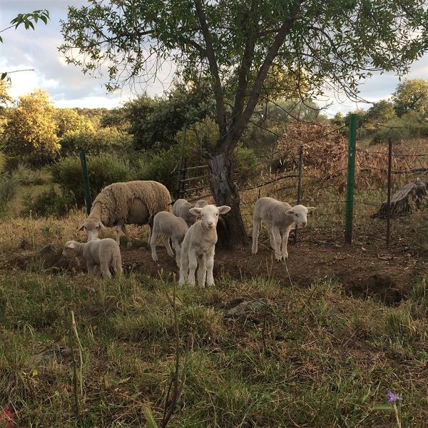 Josephine Foster: No Harm Done (Vinyl-LP)