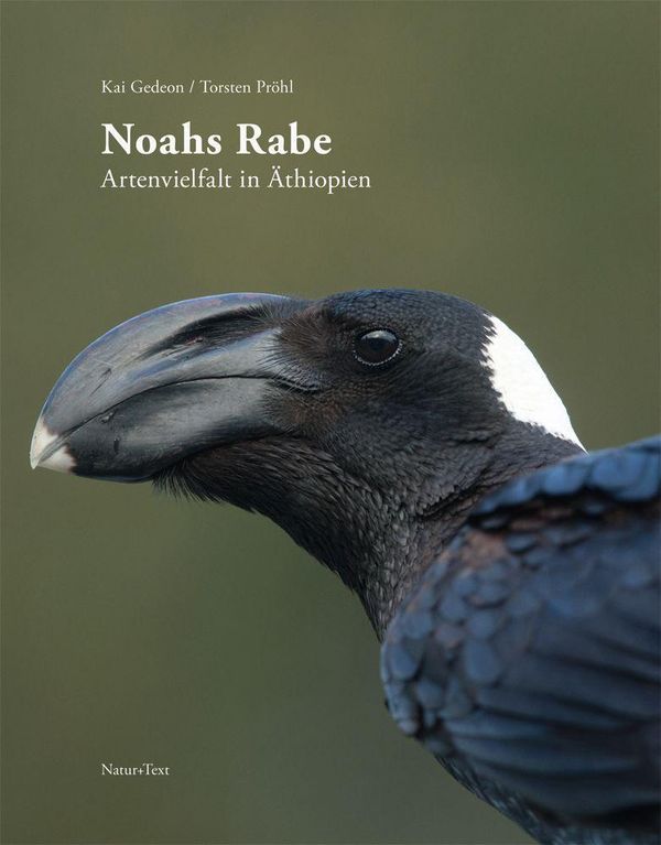 Noahs Rabe - Kai Gedeon (Buch)