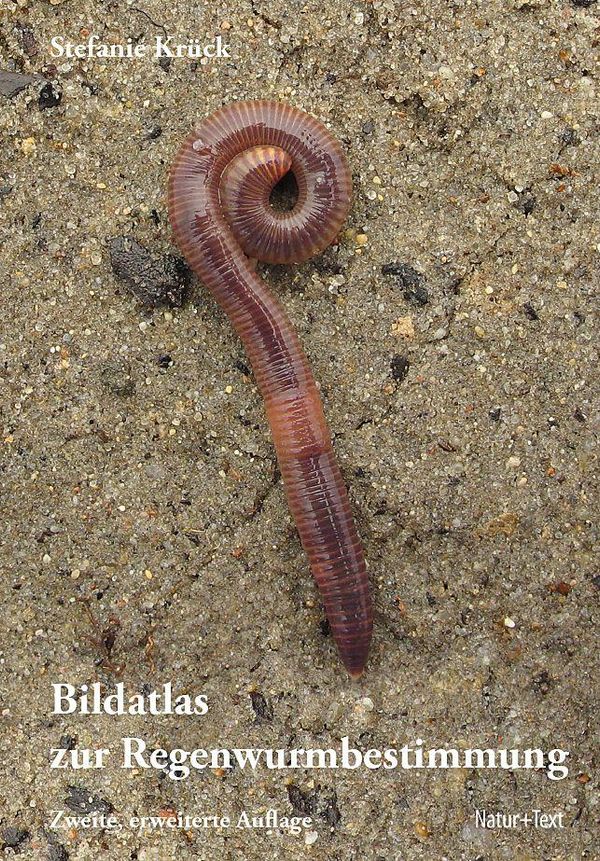 Bildatlas der Regenwurmbestimmung - Stefanie Krück (Buch)