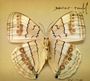 Xavier Rudd: White Moth, CD