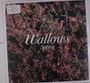 Wallows: Spring, LP