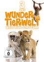 : Wunder der Tierwelt, DVD,DVD,DVD