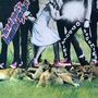 Ariel Pink: Odditties Sodomies Vol. 1 (remastered), LP,LP