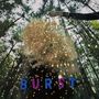 Snarls: Burst (Limited Edition) (Colored Vinyl), LP
