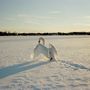 Ein Schwan breitet majestätisch seine Flügel aus, steht auf schneebedecktem Boden unter klarem, blauem Himmel.