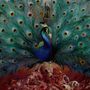 Opeth: Sorceress, CD