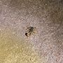 Ein Skorpion mit erhobenem Schwanz auf sandigem Boden, in warmem Licht beleuchtet.