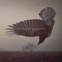 Text: "KATATONIA | THE FALL OF HEARTS". Im Hintergrund fliegt ein Krähenvogel über eine karge Landschaft mit Baum.