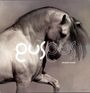 Gus Gus: Arabian Horse, LP