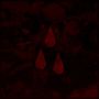 AFI (A Fire Inside): AFI (The Blood Album), CD