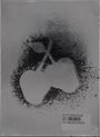 Silver Apples: Silver Apples (Limited Numbered Edition), CD