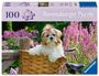 : Erwachsenenpuzzle 100 Teile - Süßer kleiner Hund, SPL
