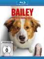 Gail Mancuso: Bailey - Ein Hund kehrt zurück (Blu-ray), BR
