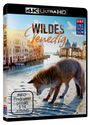 Klaus T. Steindl: Wildes Venedig (Ultra HD Blu-ray), UHD