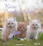 : Kleine Samtpfötchen 2026 - Postkartenkalender 16x17 cm - Katzen - zum Aufstellen oder Aufhängen - Monatskalendarium - Gadget - Mitbringsel - Alpha Edition, KAL