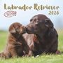 : Labrador Retriever 2026 - Broschürenkalender 30x30 cm (30x60 geöffnet) - Kalender mit Platz für Notizen - Dachshund - Bildkalender - Wandplaner - Dackelkalender, KAL