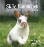 : Süße Kaninchen 2026 - Postkartenkalender 16x17 cm, KAL