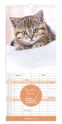 "Kätzchen Kittens 2027" steht groß über einem Bild eines niedlichen, jungen Kätzchens und einem Kalender.
