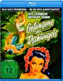 Budd Boetticher: Gefangene des Dschungels (Blu-ray), BR