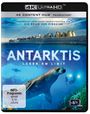 Jerome Bouvier: Antarktis - Leben am Limit (Ultra HD Blu-ray), UHD