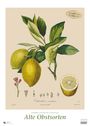 : Pierre Antoine Poiteau: Alte Obstsorten 2025 - DUMONT Kunst-Kalender - Poster-Format 50 x 70 cm, KAL