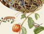 Maria Sibylla Merian: Maria Sibylla Merians Schmetterlinge - Gästebuch, Buch