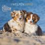 : Welpen 2025 - Broschürenkalender 30x30 cm (30x60 geöffnet) - Kalender mit Platz für Notizen - Puppies - Hundekalender - Bildkalender - Wandkalender, KAL