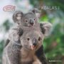 : Koalas 2025 - Broschürenkalender 30x30 cm (30x60 geöffnet) - Kalender mit Platz für Notizen - koala bears - Bildkalender - Wandplaner - Bärenkalender, KAL