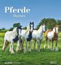 : Pferde 2025 - Postkartenkalender 16x17 cm - Horses - zum Aufstellen oder Aufhängen - Monatskalendarium - Gadget - Mitbringsel - Alpha Edition, KAL