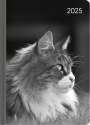 : Lady Journal Cat 2025 - Taschenkalender A6 (10,7x15,2 cm) - Weekly - 192 Seiten - Notiz-Buch - Termin-Planer - Alpha Edition, KAL