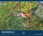 : PALAZZI - Regenwald 2025 Wandkalender, 60x50cm, Posterkalender mit majestätischen Aufnahmen aus der grünen Wildnis, hochwertige Fotografie, eine Reise in die Tropen, internationales Kalendarium, KAL