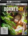 Attila Tenki: Borneo - Faszination Asien (4K Ultra HD Blu-ray & Blu-ray), UHD