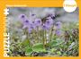: Alpen-Soldanelle - Puzzle. 1000 Teile, SPL