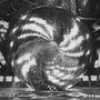 Press To Meco: Transmute, LP