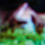 Hair & Treasure: Disc Rot (LP), LP