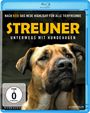 Elizabeth Lo: Streuner - Unterwegs mit Hundeaugen (Blu-ray), BR