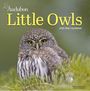 National Audubon Society: Audubon Little Owls Mini Wall Calendar 2025, KAL