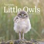 National Audubon Society: Audubon Little Owls Mini Wall Calendar 2027, KAL