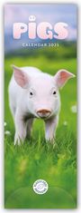 Carousel Calendar: Pigs - Ferkel - Schweinchen 2025 - Slimline-Kalender, KAL