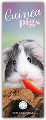 Carousel Calendar: Guniea Pigs - Meerschweinchen 2026 - Slimline-Kalender, KAL