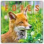 Carousel Calendar: Foxes - Füchse 2026 - Wand-Kalender, KAL