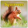 Carousel Calendar: Squirrels - Eichhörnchen 2026 - Wand-Kalender, KAL