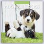 Robin Red: Adorable Dogs 2024 Square Wall Calendar, Buch