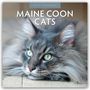 Robin Red: Maine Coon Cats - Maine Coon Katzen 2025 - 16-Monatskalender, KAL