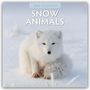 Robin Red: Snow Animals - Arktische Tiere 2025 - 16-Monatskalender, KAL