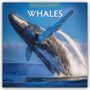 Robin Red: Whales - Wale 2025 - 16-Monatskalender, KAL