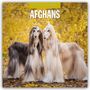 : Afghans - Afghanischer Windhund 2025 - 16-Monatskalender, KAL