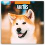 : Akitas - Akita 2025 - 16-Monatskalender, KAL