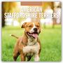 : American Staffordshire Terriers - American Staffordshire Terrier 2025 - 16-Monatskalender, KAL